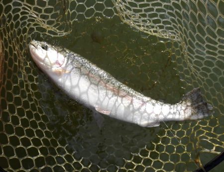大安トラウトレイク 釣果